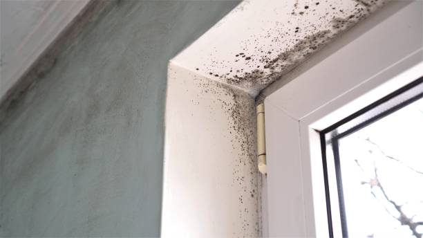 Best White Mold Remediation in Hudson, OH