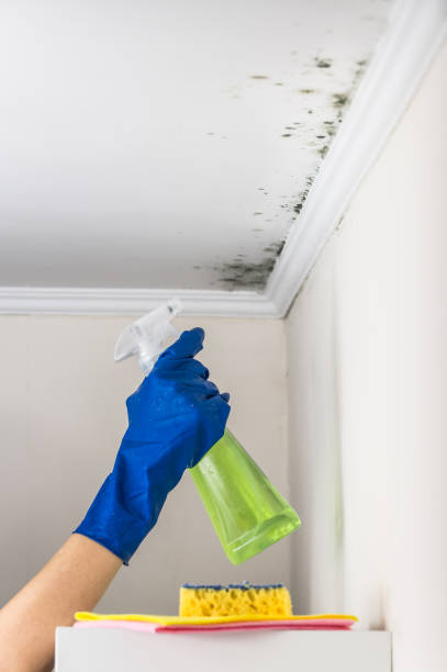 Best Health and Safety Mold Remediation in Hudson, OH